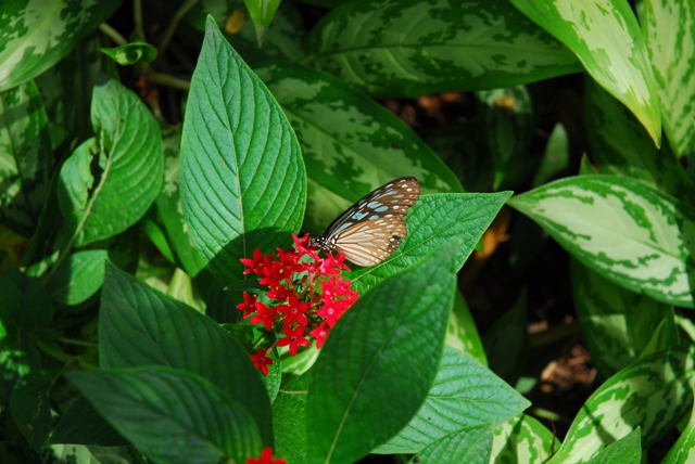 Thai Butterfly