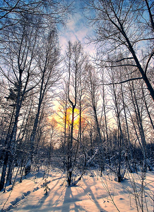 Лес, солнце, .... HDR