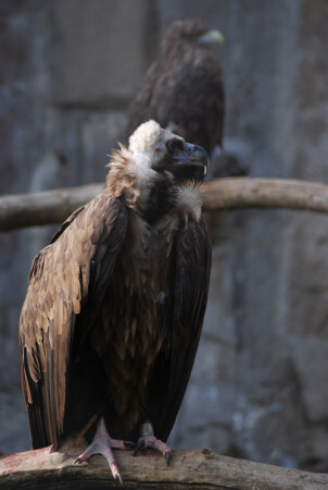 Я и моя тень