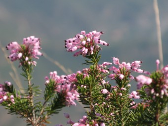 Calluna Vulgaris