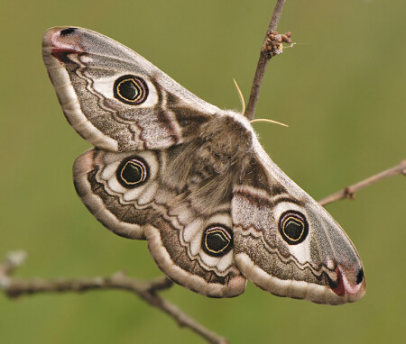 S.pavonia