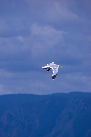 свобода полета