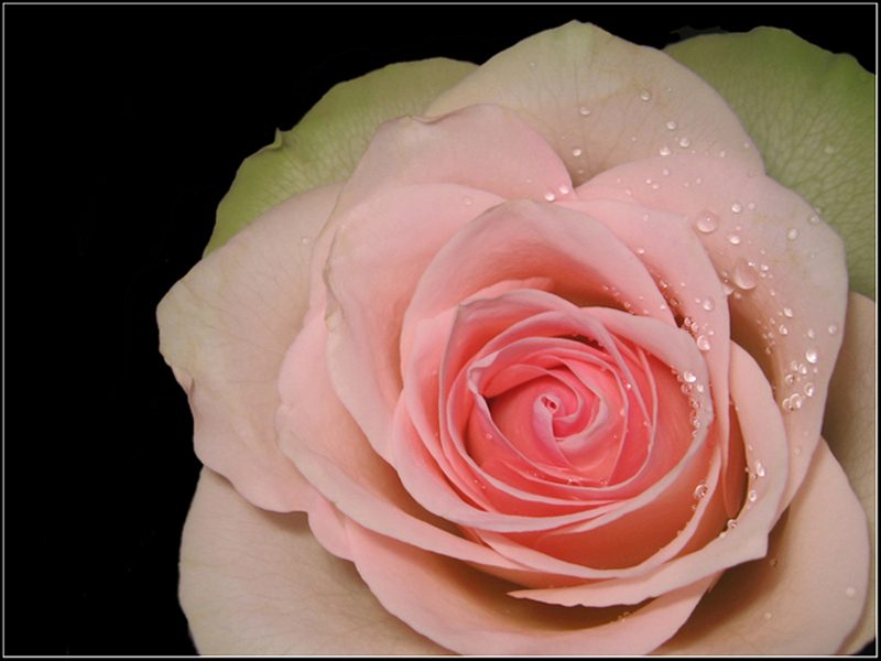 Pink Rose