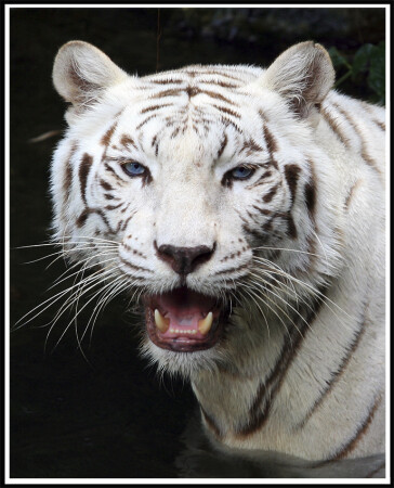 Блондин с голубыми глазами )