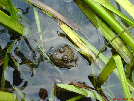 Мордочка из воды