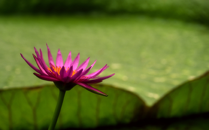 Kew Gardens