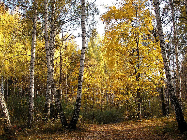 Золотая осень