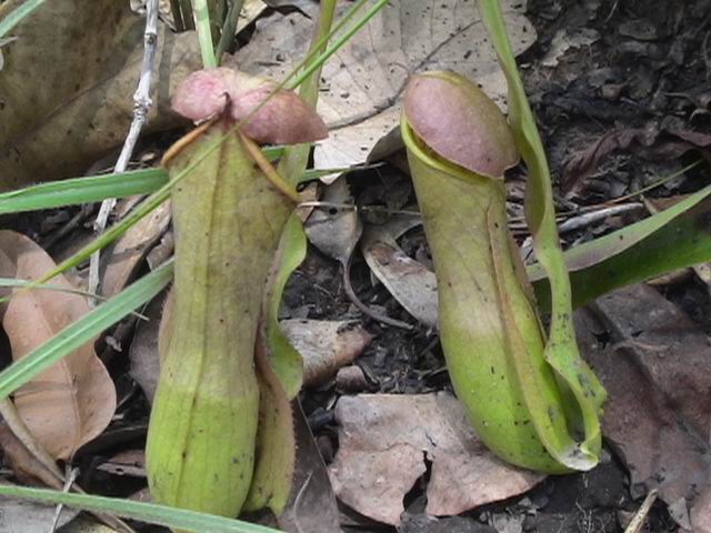 Nepentes,Papua