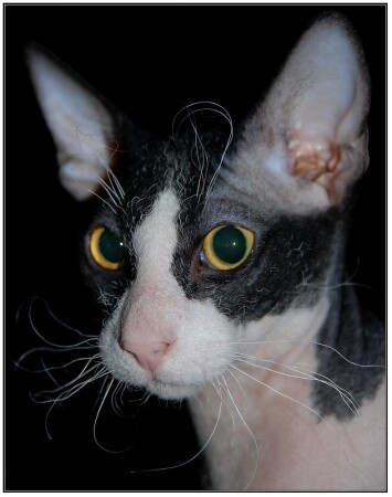 котег (на миниконкурс)