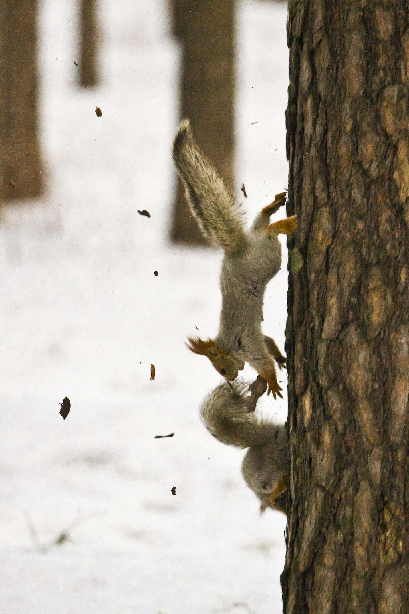 Догонялки