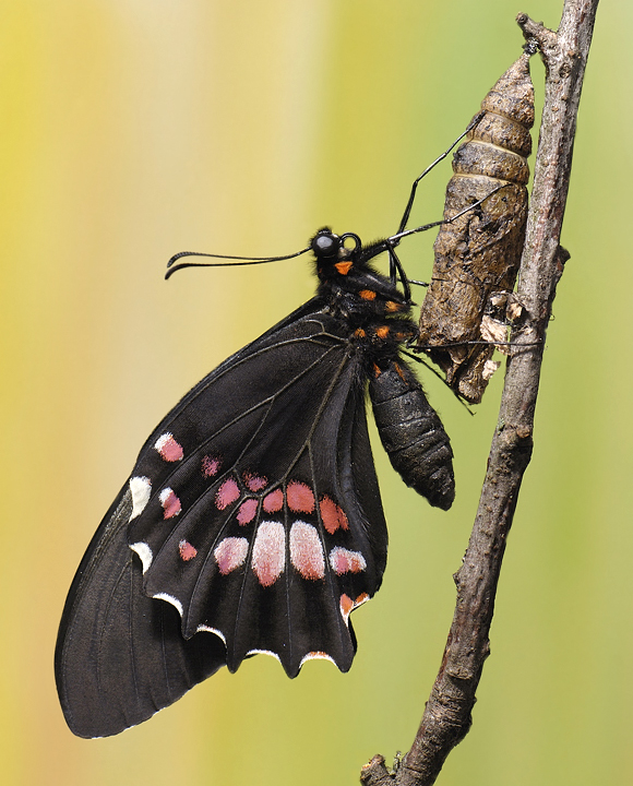 Papilio anchisiades