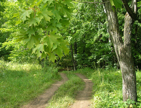 Дорога в лес