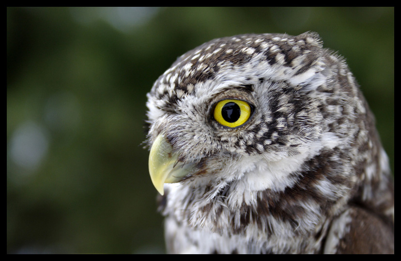 Pygmy Owl