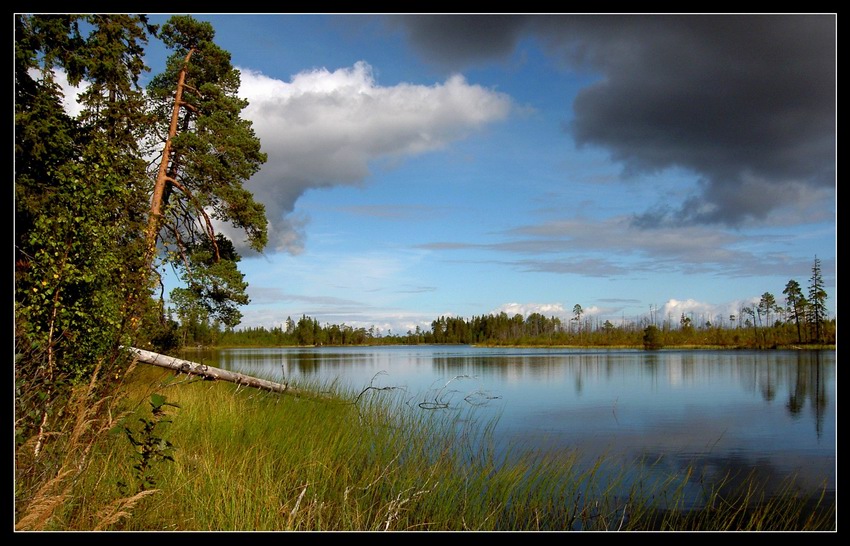 Лесное озеро