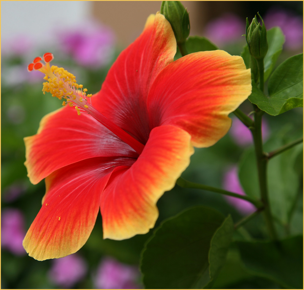 Hibiscus