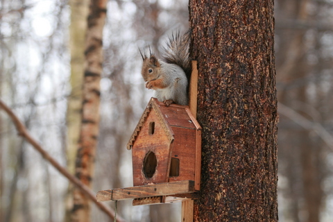 Кормёжка.