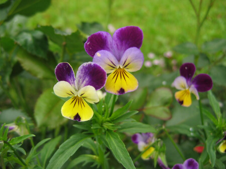 Анютины глазки