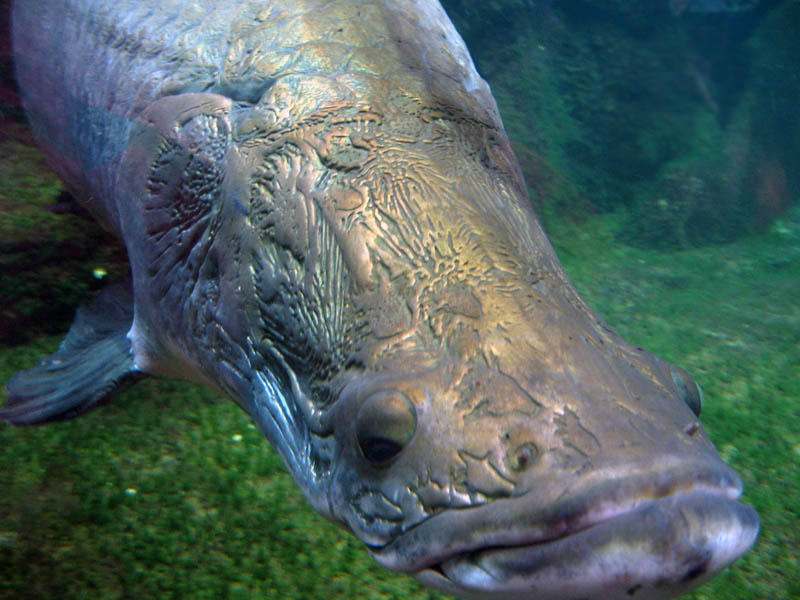 Arapaima