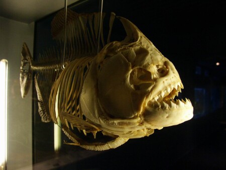 Пиранья, скелет