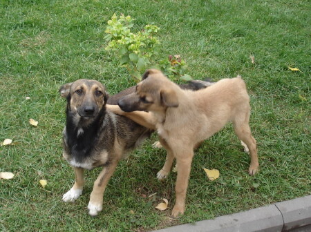 Давай дружить