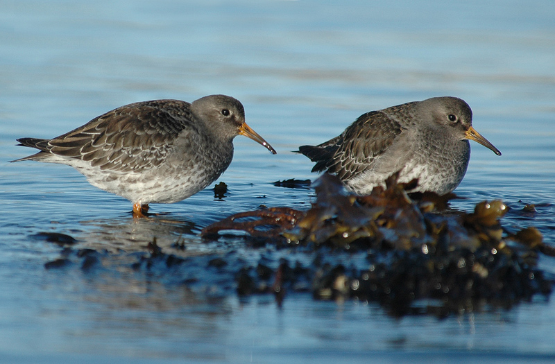 Кулик ( Calidris maritima )