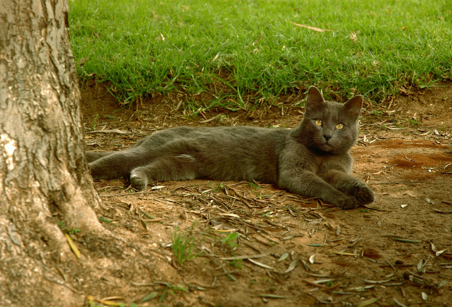 Big Grey Cat