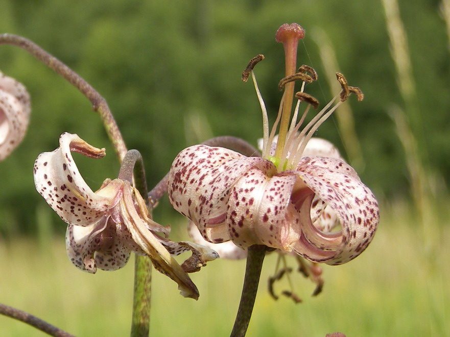 Lilium martagon L (лилия кудреватая)