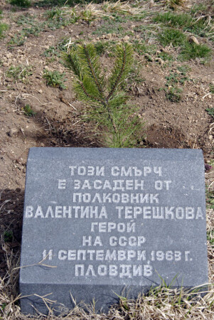 Болгарский Бонзай