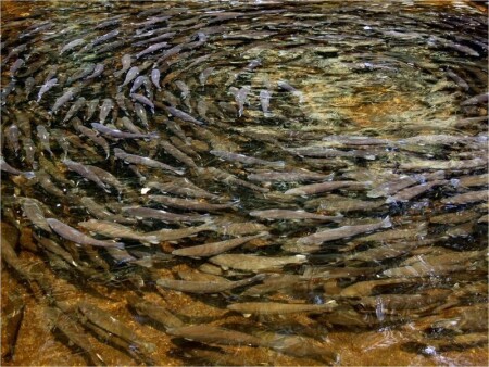 О Фото-клубе ру.