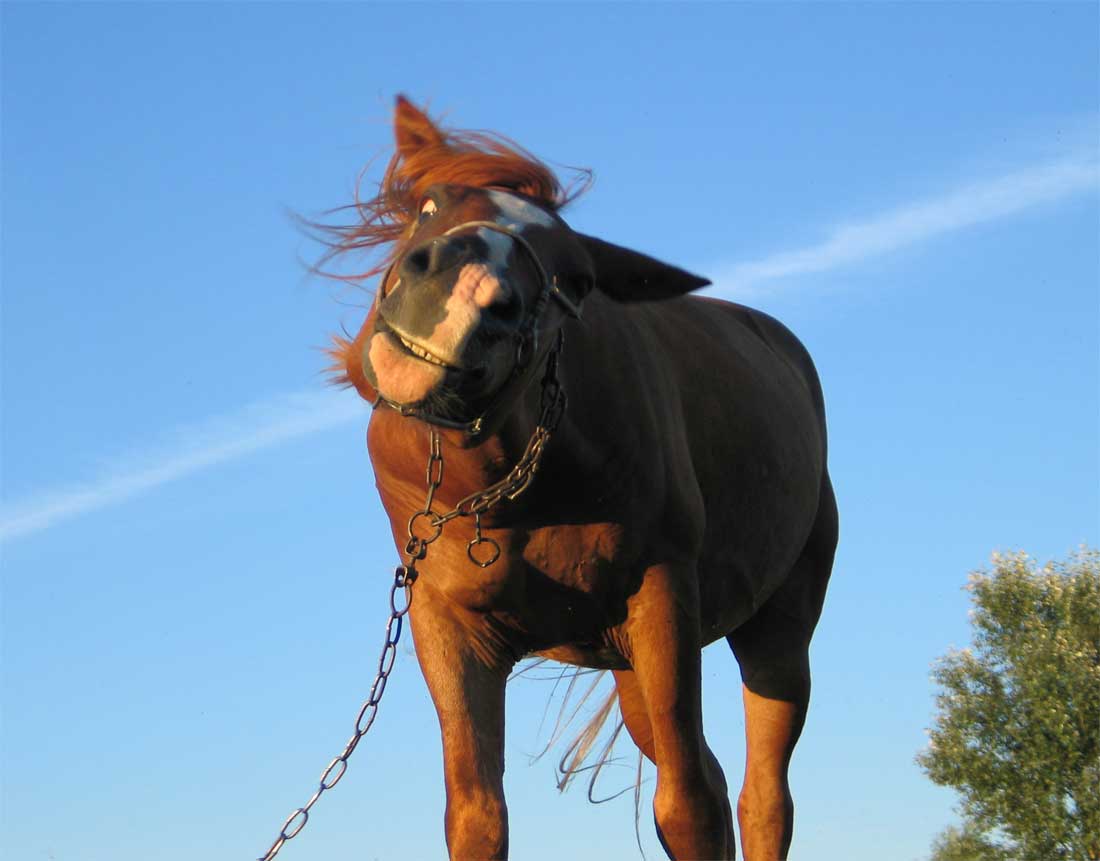 Говорящие лошадки. Говорящая лошадь. Фото конь в пальто прикольные. Говорящая лошадь картинка.