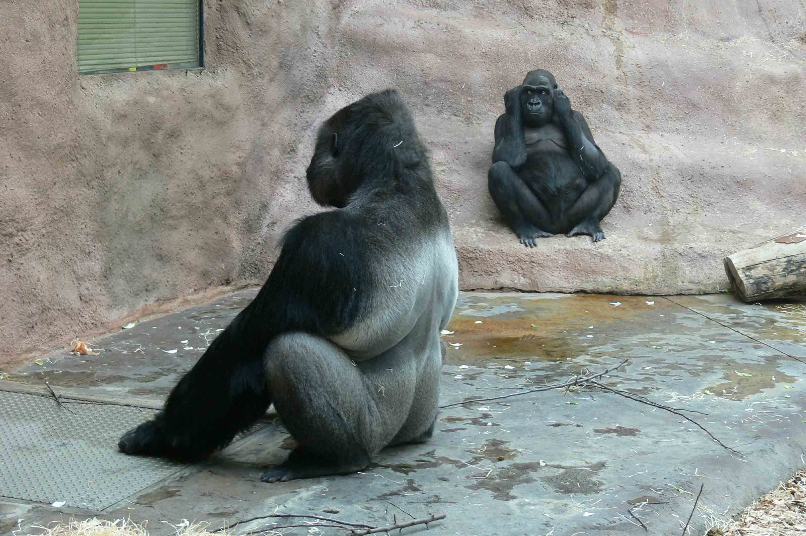 Ничего не слышу, ничего не вижу ....