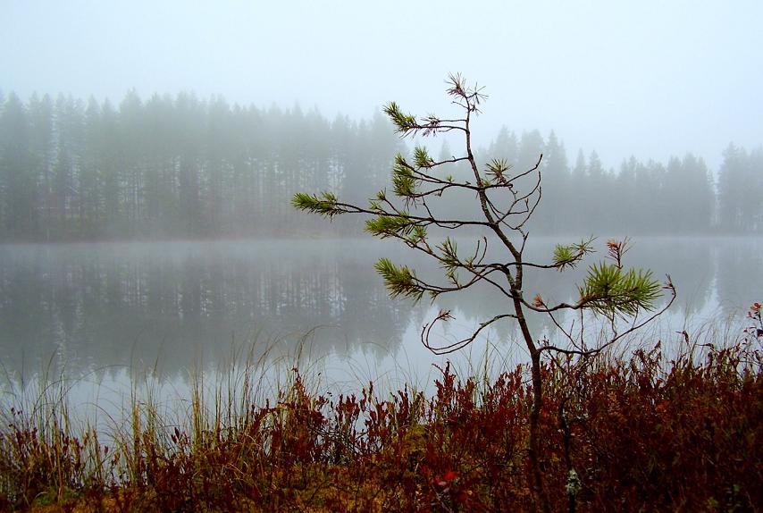 осень на лесном озере