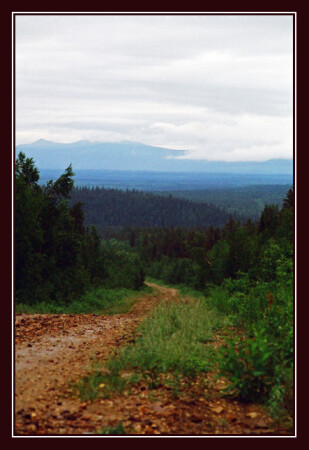 Лесные дали...