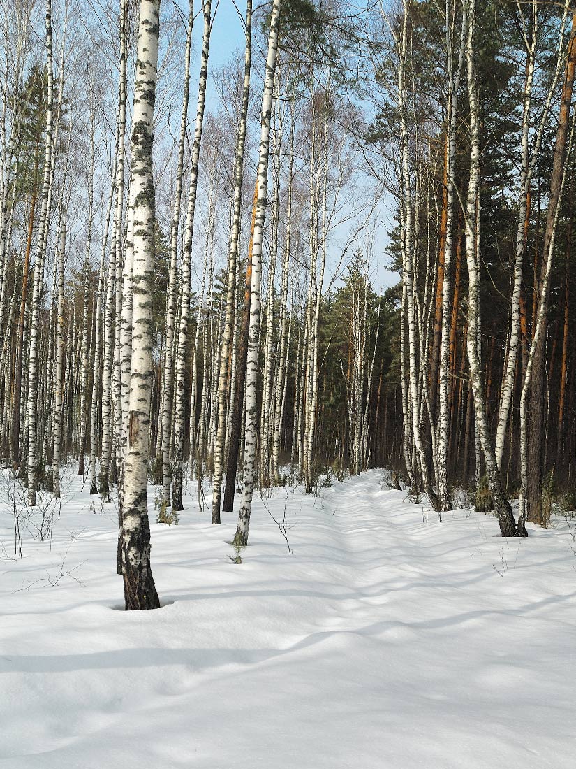 Мартовский лес