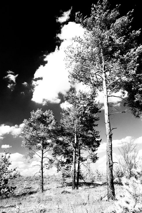 infrared landscape