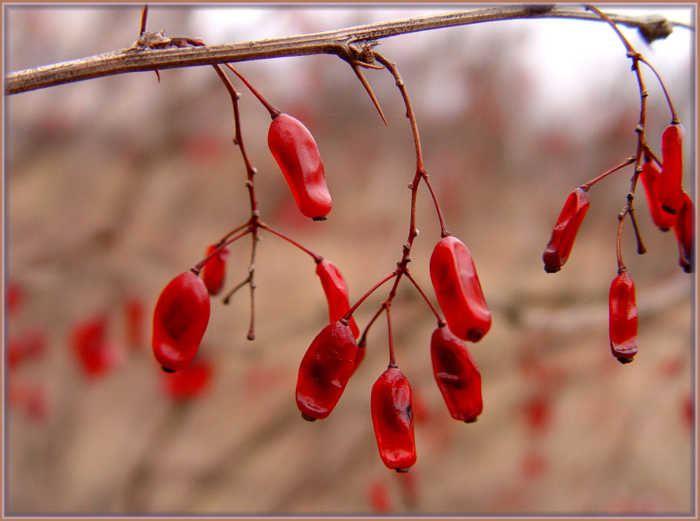 Коралловые бусинки