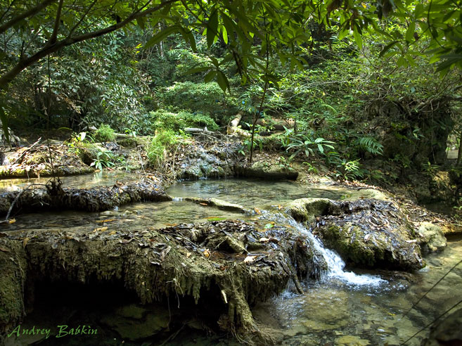 Rain Forest