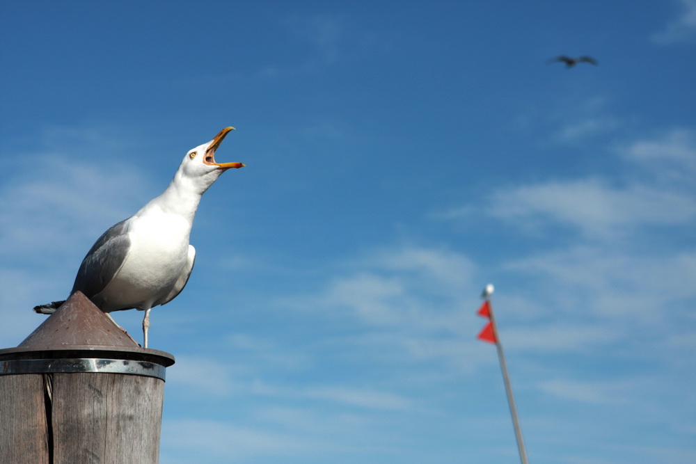 Seagull