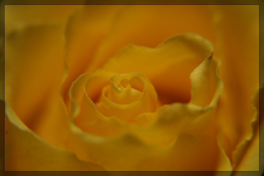 yellow rose