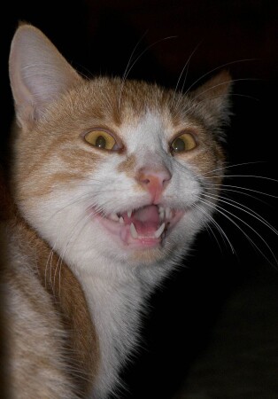 Мартовский Кот