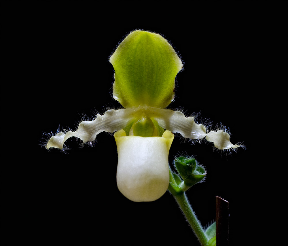 Paph. Pinoccio