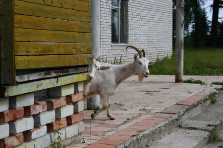 Козлы.Cледят...