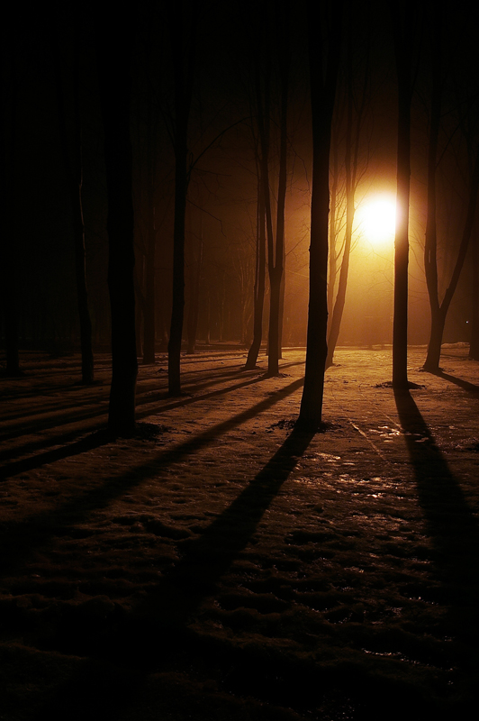 fog in the park