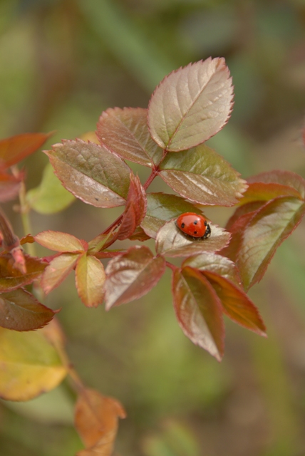 Ladybug