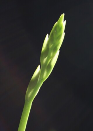 Скоро зацветет