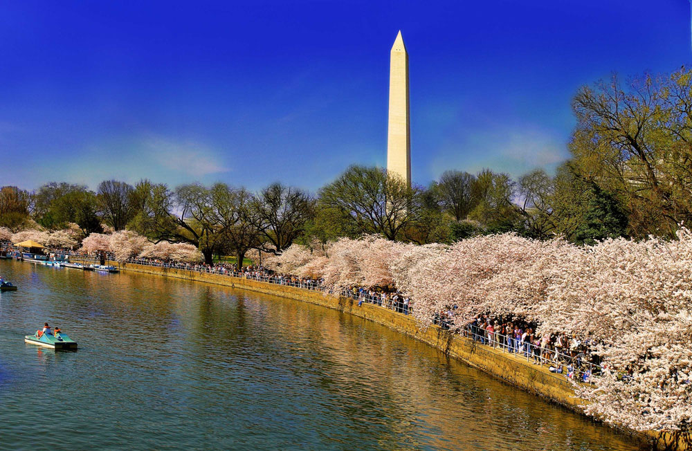 Cherry Blossom in Washington 