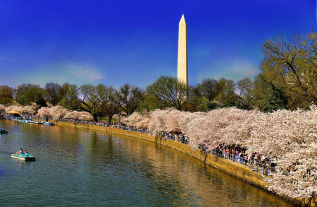 Cherry Blossom in Washington