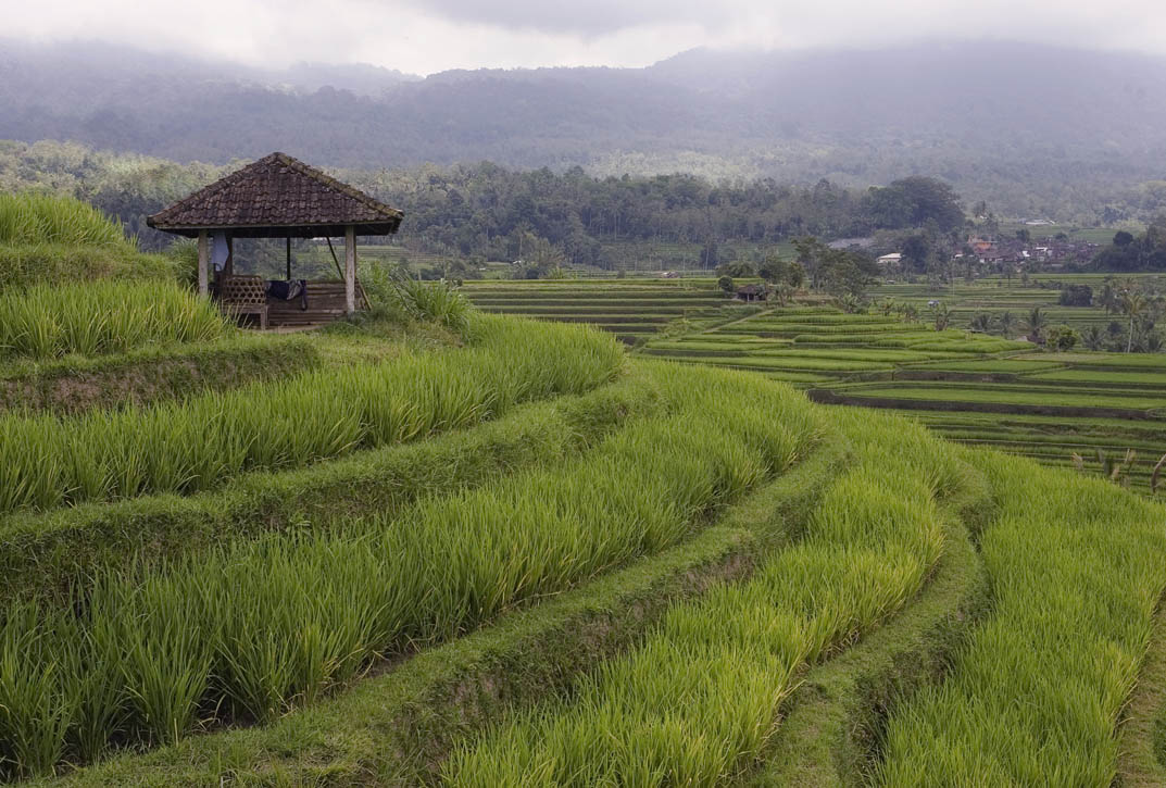 Rice fields