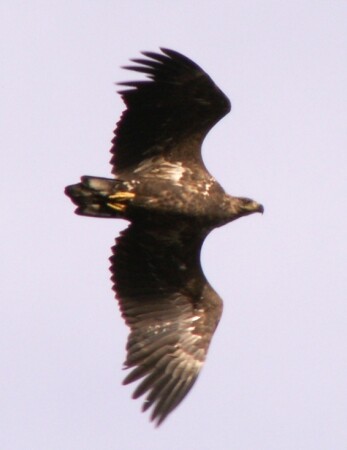 Белохвостый орлан