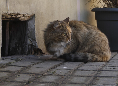 Коренной житель улиц